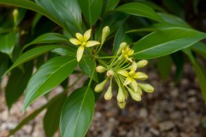 Griffonia Simplicifolia