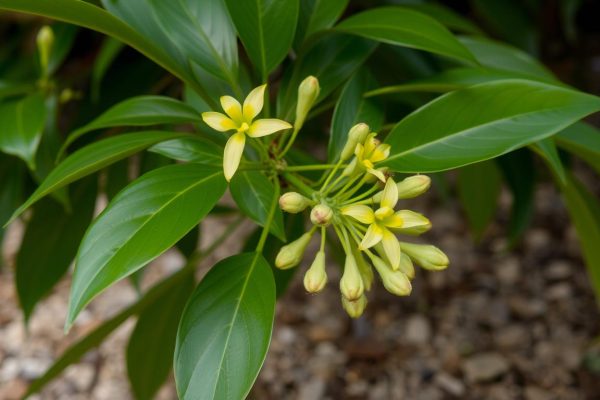 Griffonia Simplicifolia